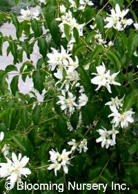 Philadelphus lewisii